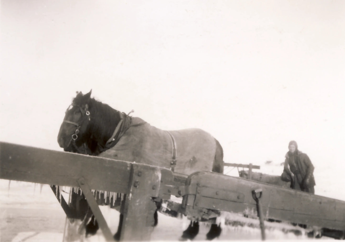 Chevaux et coupeur de glace