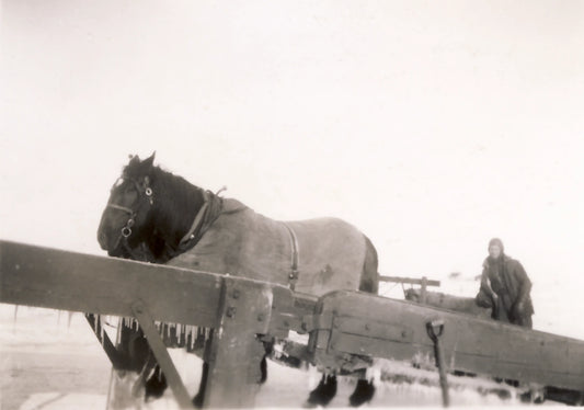Chevaux et coupeur de glace