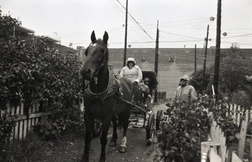 Cueillette en calèche pour encan