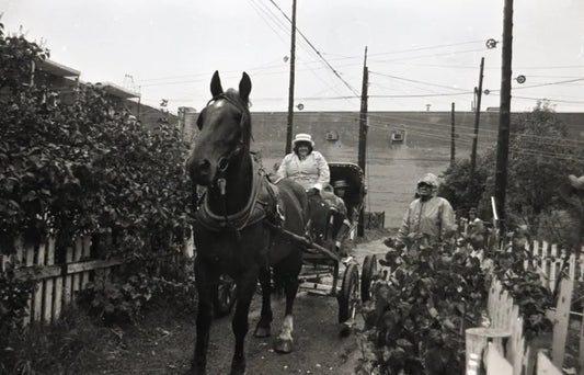 Cueillette en calèche pour encan