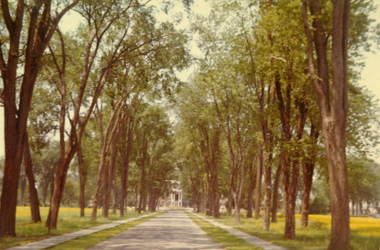 Avenue menant à l'ancienne résidence Ste-Thérèse